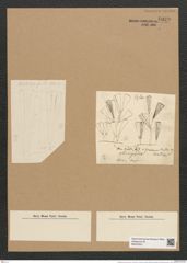 Licmophora tincta (Ag.) Grun. (de-Toni-Nr.: Genus 86, Species 2969) Zeichnungen Sammlung Grunow Nr. 6029 (NHMW-BOT-W0374531)